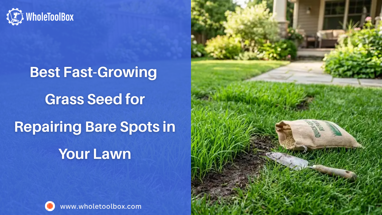 Best Fast-Growing Grass Seeds for Repairing Bare Spots in Your Lawn